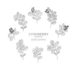 Hand drawn cowberry set