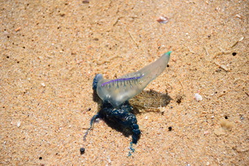 Bluebottle jellyfish (siphonophore), South Africa