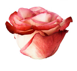 Beautiful single pink rose isolated on white background