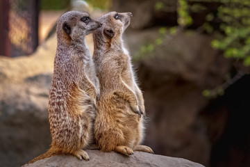 meerkat suricata suricatta