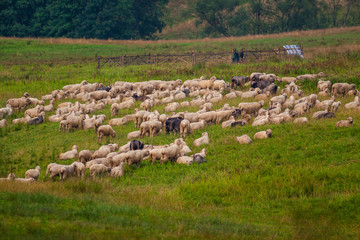 Pastwisko owiec © Piotr_Kardas