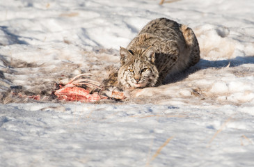 Bobcat in the winter