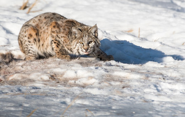 Bobcat in the winter