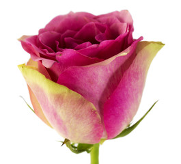 Beautiful single pink rose isolated on white background