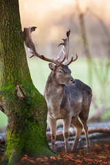 Deer attentive looking