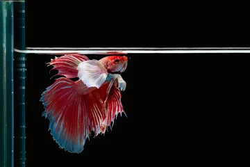 Rolgordijnen The moving moment beautiful of red siamese betta fish or half moon betta splendens fighting fish in thailand on black background. Thailand called Pla-kad or dumbo big ear fish. © Soonthorn