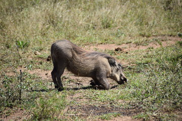 Warthog kneeling to graze, South Africa