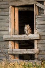 Great horned owl