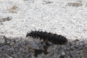 Schwarze Raupe kriecht auf Felsen