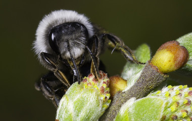Ashy Mining Bee On Branch