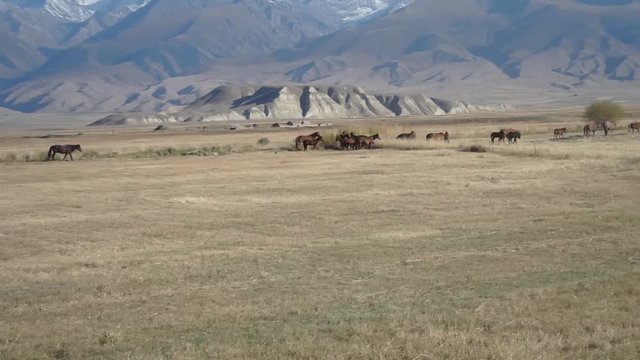 Horses in foothills of Tien Shan Mountains, Kyrgyzsan