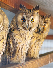 Beautiful and big owl