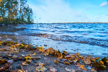 Colorful autumn leaves on a sandy coast of a lake. Waves of water, trees and horizon on a blurred background. 