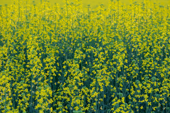 Close Up Canola in a Field During Summertime