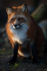Red Fox at Sunset