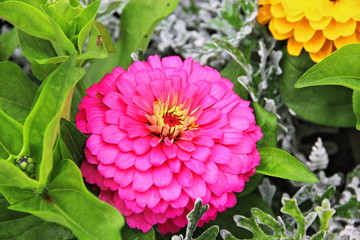 A color image of a Chrysanthemum in full bloom.