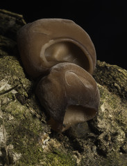 Ear Fungus