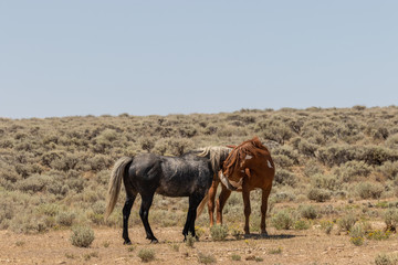 Obraz premium Wild Horse Stallions Facing Off in the Desert