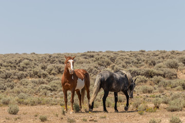 Wild Horse Stallions Facing Off in the Desert