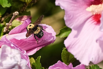 Close-Up Of Pink Flowering Plant and a Bee