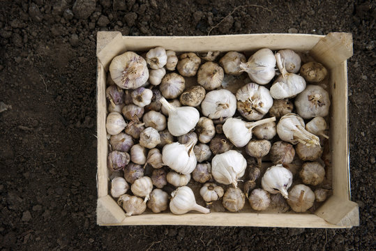 Garlic bulbs in crate at organic farm