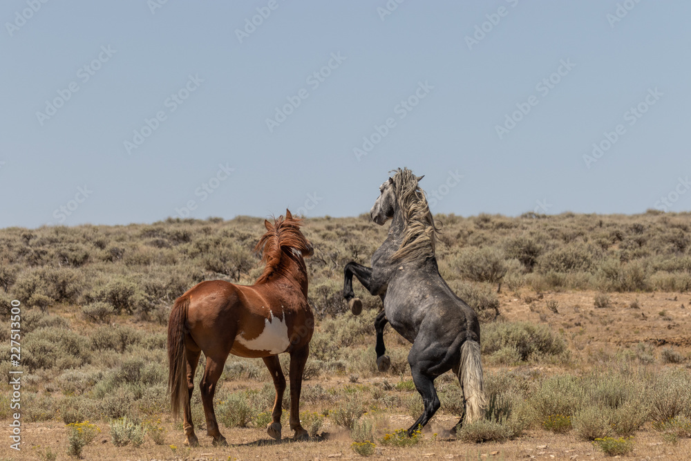 Wall mural Wild Horse Stallions Facing Off in the Desert