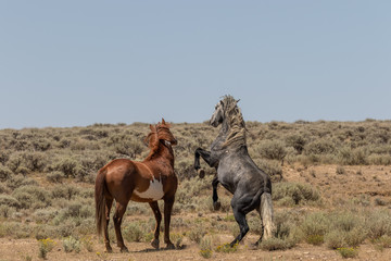 Wild Horse Stallions Facing Off in the Desert