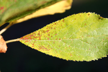 Plum rust (Tranzschelia pruni-spinosae) on leaf of Plum or Prunus domestica