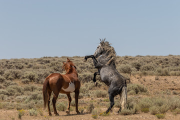 Obraz premium Wild Horse Stallions Facing Off in the Desert