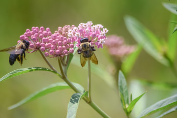 Close-Up Of Pink Flowering Plant and a Bee