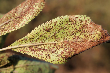 Plum rust (Tranzschelia pruni-spinosae) on leaf of Plum or Prunus domestica © kazakovmaksim