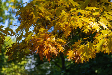 gardens of the castle of Vizille