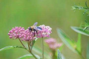 Close-Up Of Pink Flowering Plant and a Bee