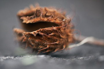 Chestnut pod