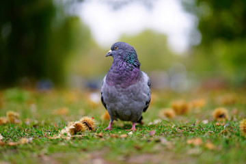 Autumn Pigeon