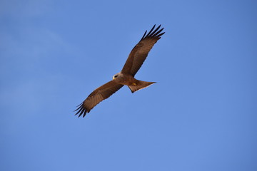 Obraz premium Yellow-billed Kite, St Lucia, South Africa