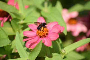 Close-Up Of Pink Flowering Plant and a Bee