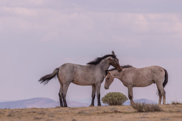 Wild Horse Stallions Facing Off in the Desert