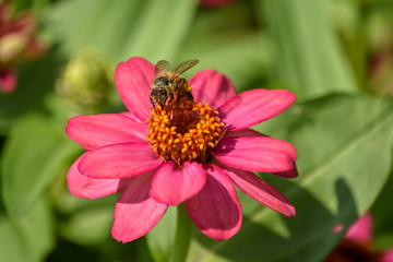 Close-Up Of Pink Flowering Plant and a Bee