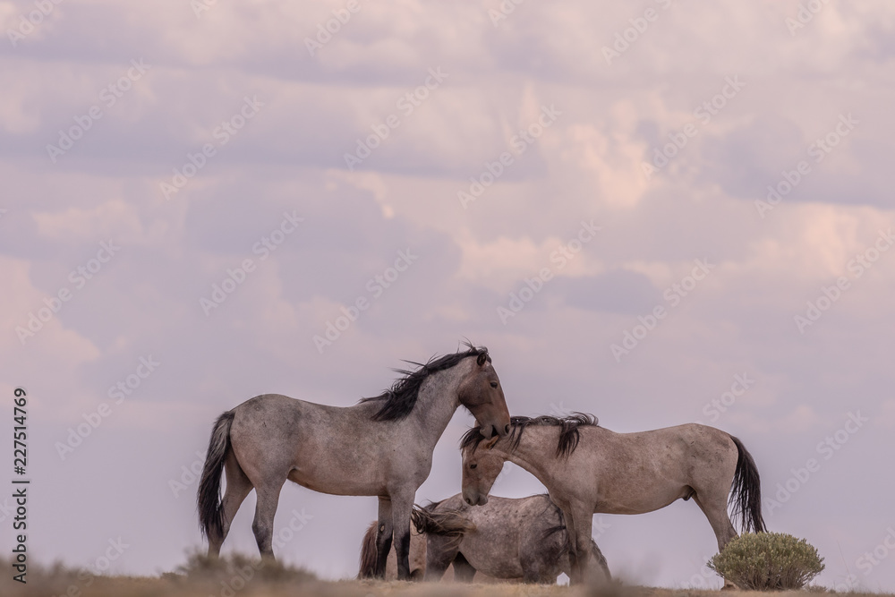 Canvas Prints Wild Horse Stallions Facing Off in the Desert