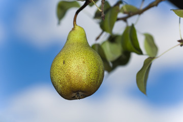 Ripe, juicy fruit of a pear on a tree and a background of the blue sky