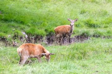 Two doe in a park