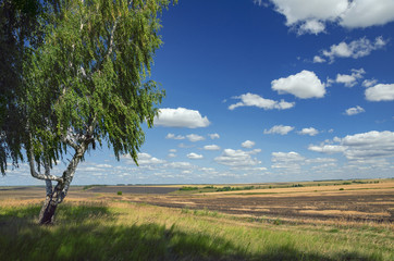 Beautiful summer landscape with distant fields and birch trees.