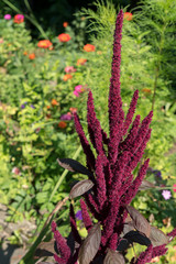 Amaranthus cruentus flowering in a garden in Romania