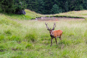 Stag in a park