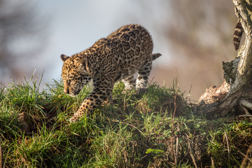 Jaguar Cub first steps