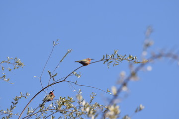 White-fronted Bee-eater, Swaziland