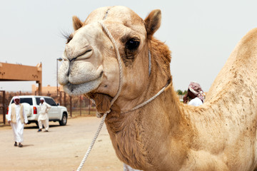 Obraz premium Dromedary in the desert