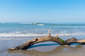 Fallen tree limb with green moss at blue beach