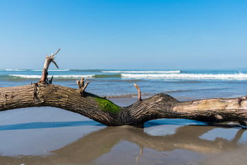 Fallen tree limb with green moss at blue beach